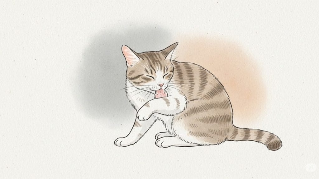 猫に過剰グルーミングをやめさせる方法はある?