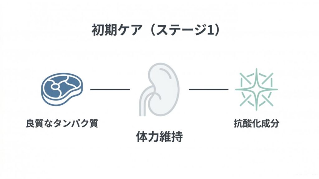 ステージ1の良質なタンパク質と抗酸化成分による体力維持を示す図解