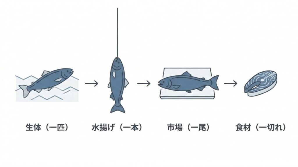 生体、水揚げ、市場、食材へ進む魚の状態別助数詞の変化を示すステップ図