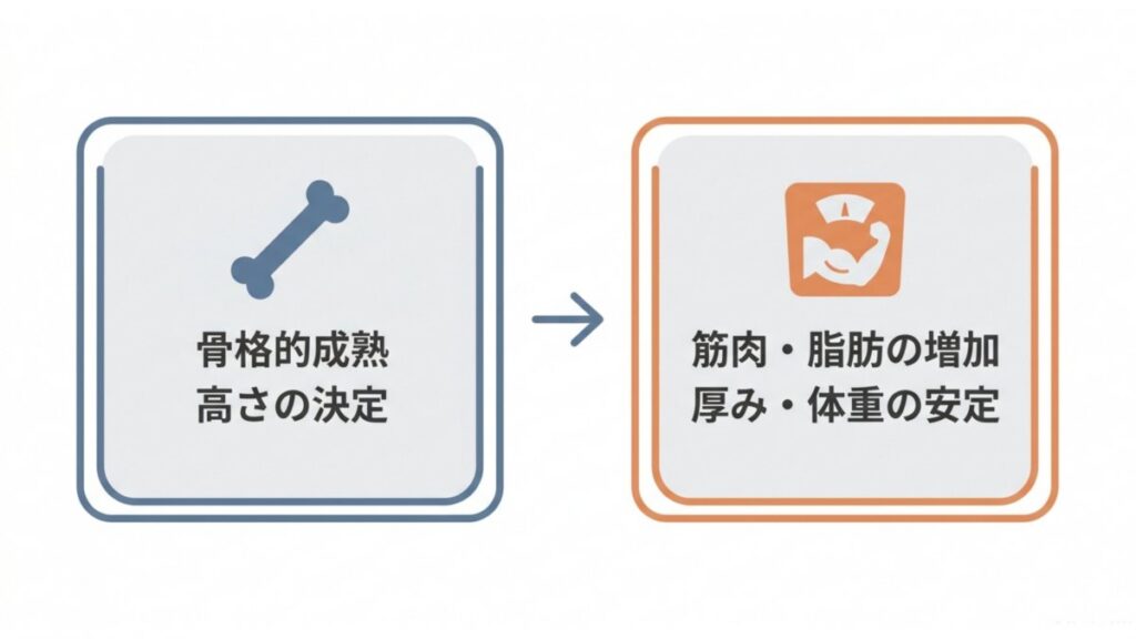 骨格的成熟で高さが決まり、筋肉・脂肪の増加で体重が安定する流れを示す解説図