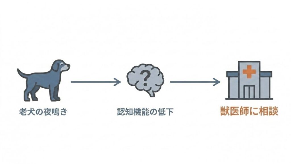老犬の夜鳴きから認知機能の低下、獣医師相談へ進む流れの図
