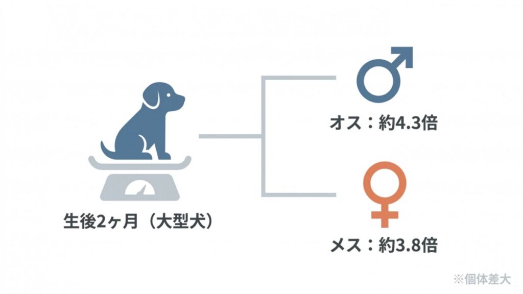 大型犬の生後2ヶ月の体重から、オスとメス別の予測倍率を示す解説図