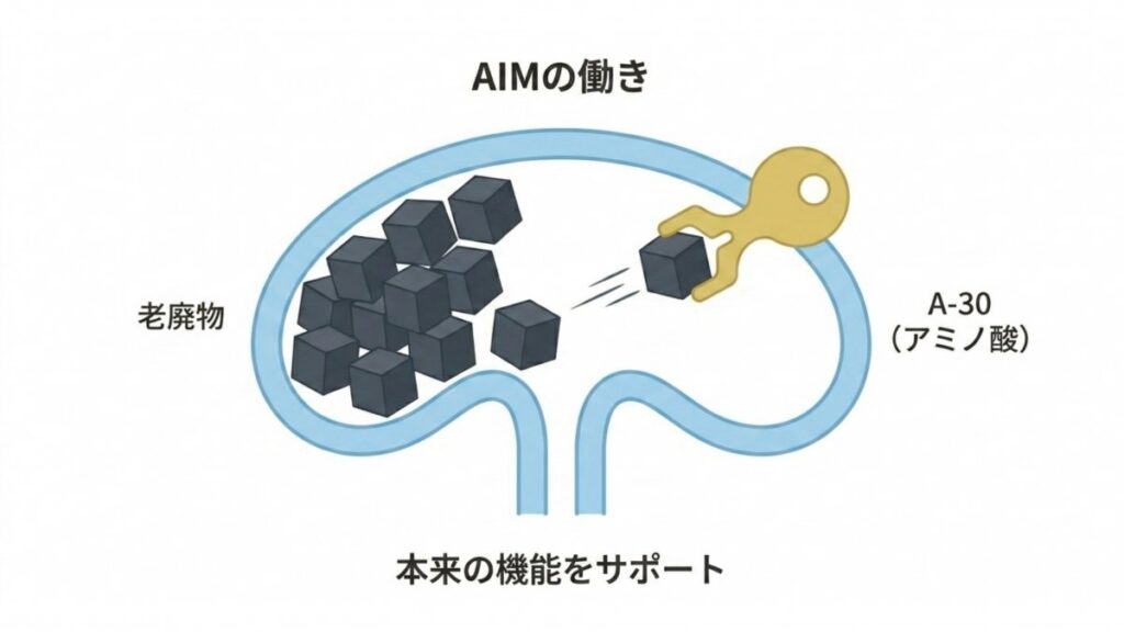 AIMとA-30が腎臓内の老廃物処理を支える仕組みの解説図