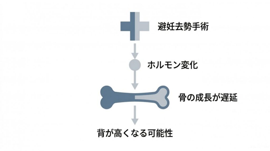 避妊去勢手術によるホルモン変化と骨の成長遅延、背の高さへの影響を示す図解