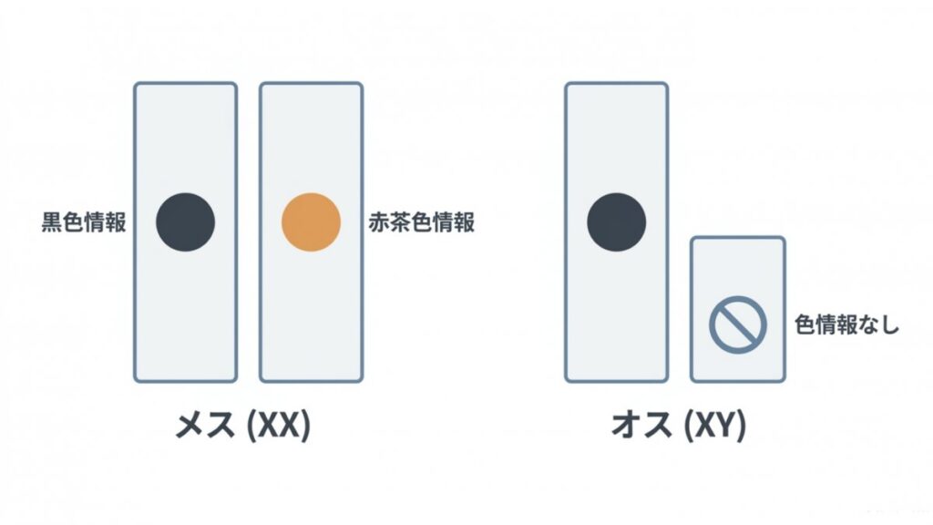 メスXXとオスXYの性染色体における黒色情報と赤茶色情報の違いを示す図解