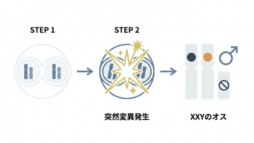 突然変異によるXXYのオスが黒色と赤茶色のX染色体を持つ過程を示す図解