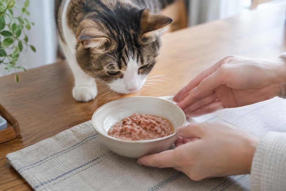 猫がキャットフードを食べない原因は？温め方・トッピングと受診の目安