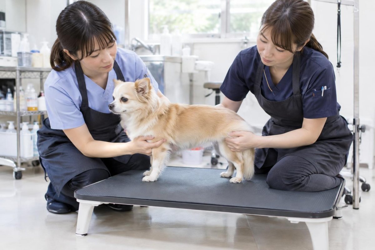 ヘルニアの犬はトリミングできる？再開時期・姿勢・施術時の注意点