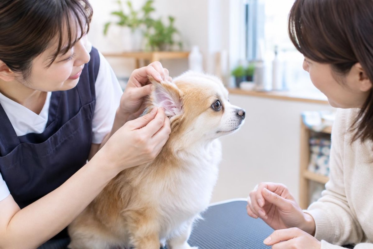 犬のトリミングで耳毛抜きは必要？メリット・リスクと安全な耳ケア