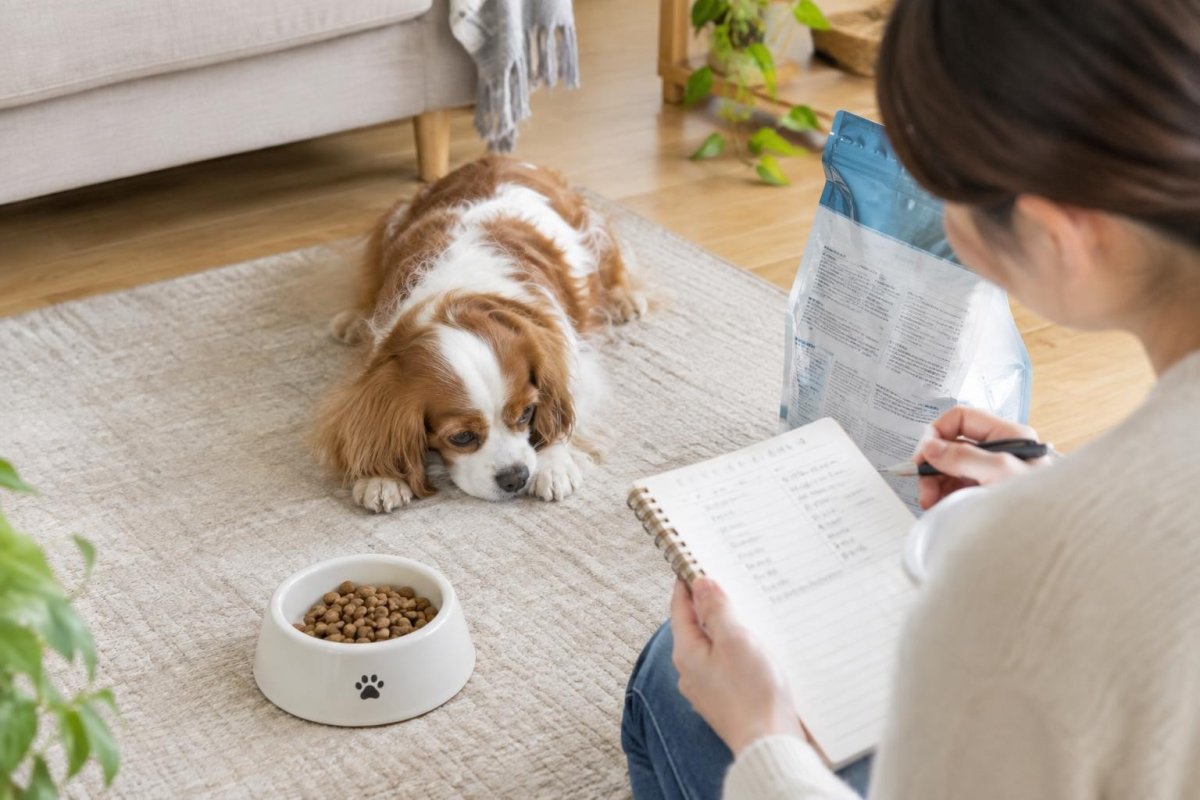 ドッグフードで下痢をする原因は?食事の見直し方と受診の目安
