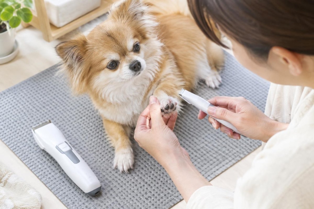 犬用トリミングバリカンの選び方｜人間用との違い・自宅での安全な使い方