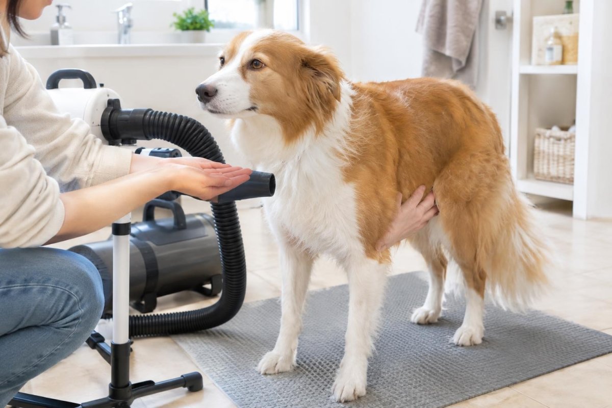 犬用トリミングドライヤーの選び方｜ブロアーとの違い・風量・安全な使い方