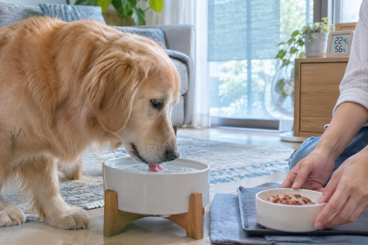 犬の熱中症対策に食べ物でできることは？夏の水分補給と食事の注意点