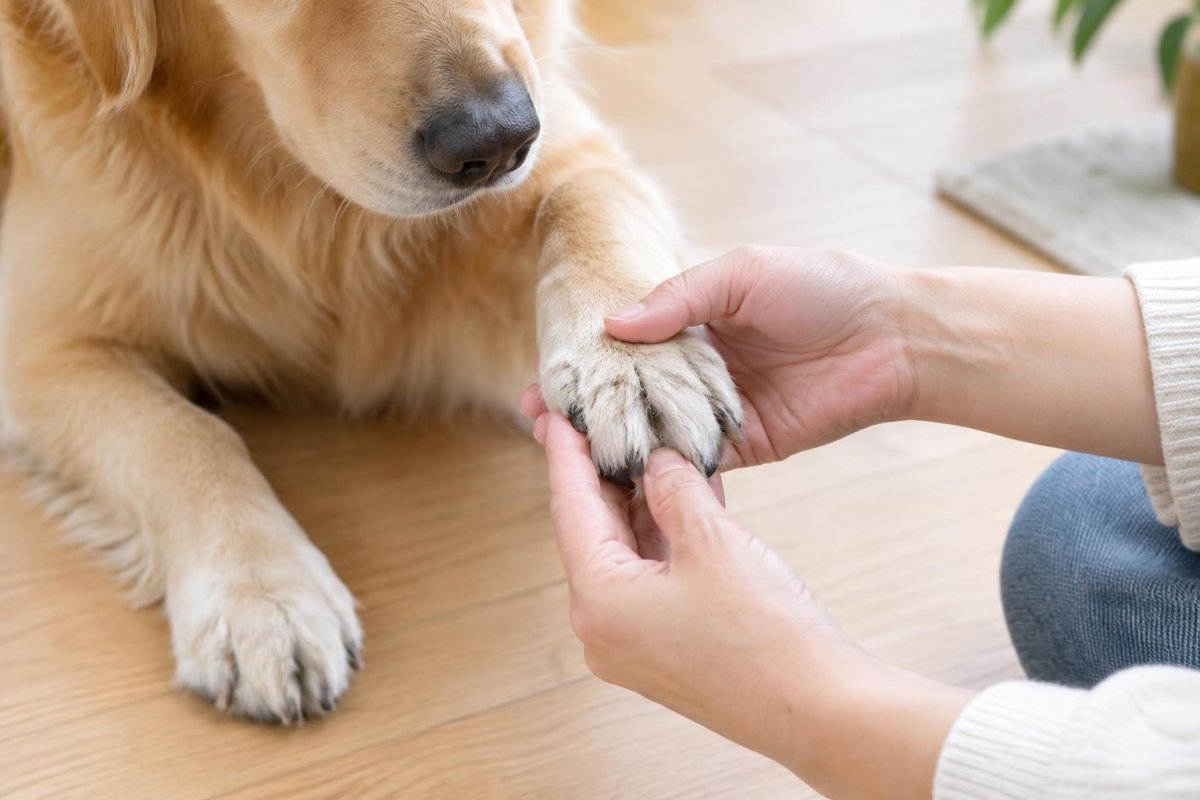 指間炎の犬はトリミングできる？足裏カット・シャンプー時の注意点