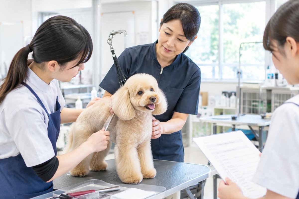 犬のトリミングを無料で受ける方法は？モデル犬・専門学校の仕組みと注意点