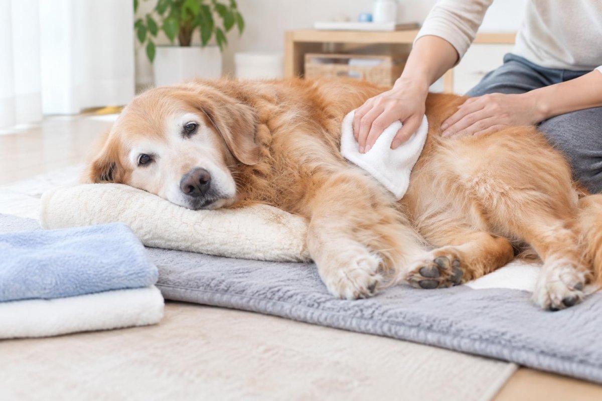 寝たきりの犬はトリミングできる？負担を減らす被毛ケアと相談先