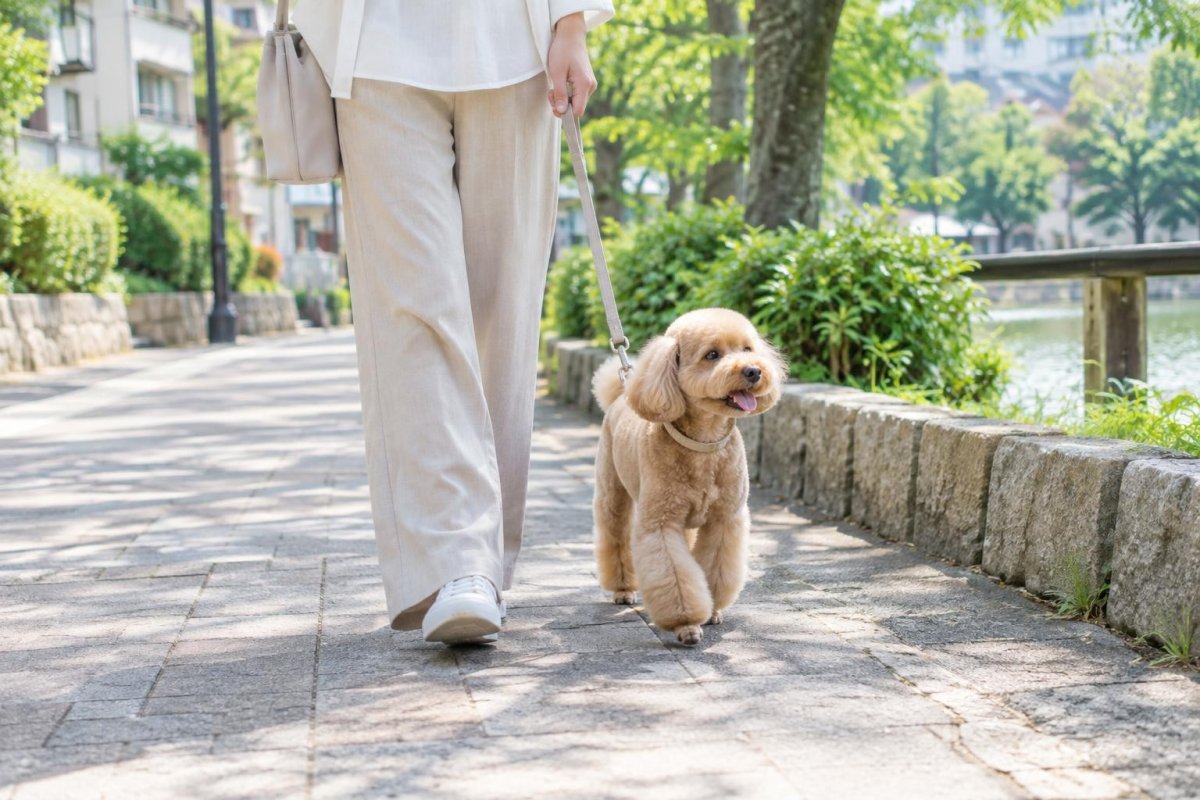 苦楽園で犬のトリミングを探す方法｜料金・サービス・サロン選びを解説