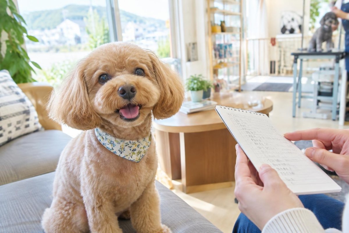 宗像市で犬のトリミングを探す方法｜料金・サービス・通いやすさを比較