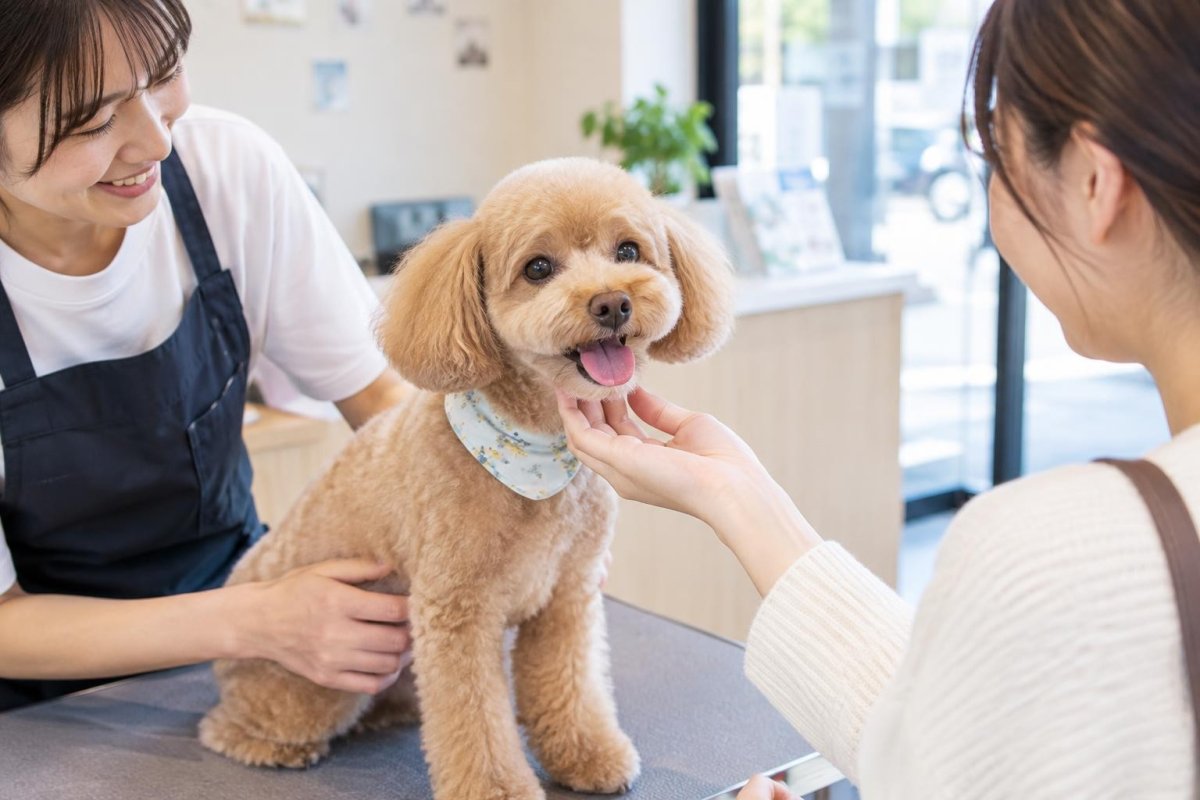 結城市で犬のトリミングを探す方法｜料金・サービス・通いやすさを比較