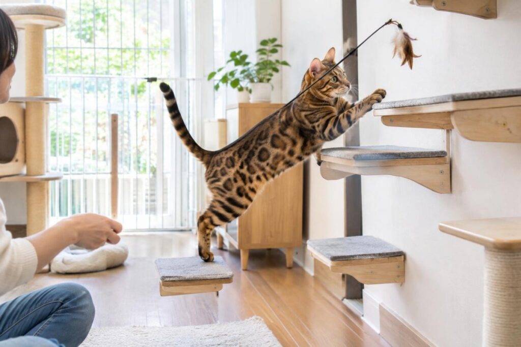ベンガル猫の飼い方｜性格・運動量・遊び方と脱走対策のポイント