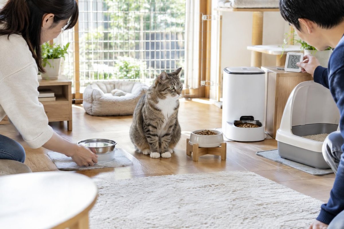 共働き家庭で猫を飼うには？留守番・食事・温度管理と飼い方のコツ