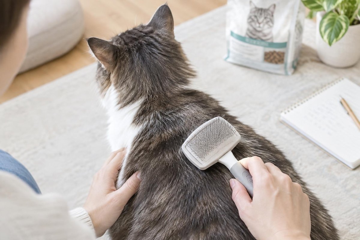 猫のフケは食べ物が原因？栄養との関係とフードを見直すポイント