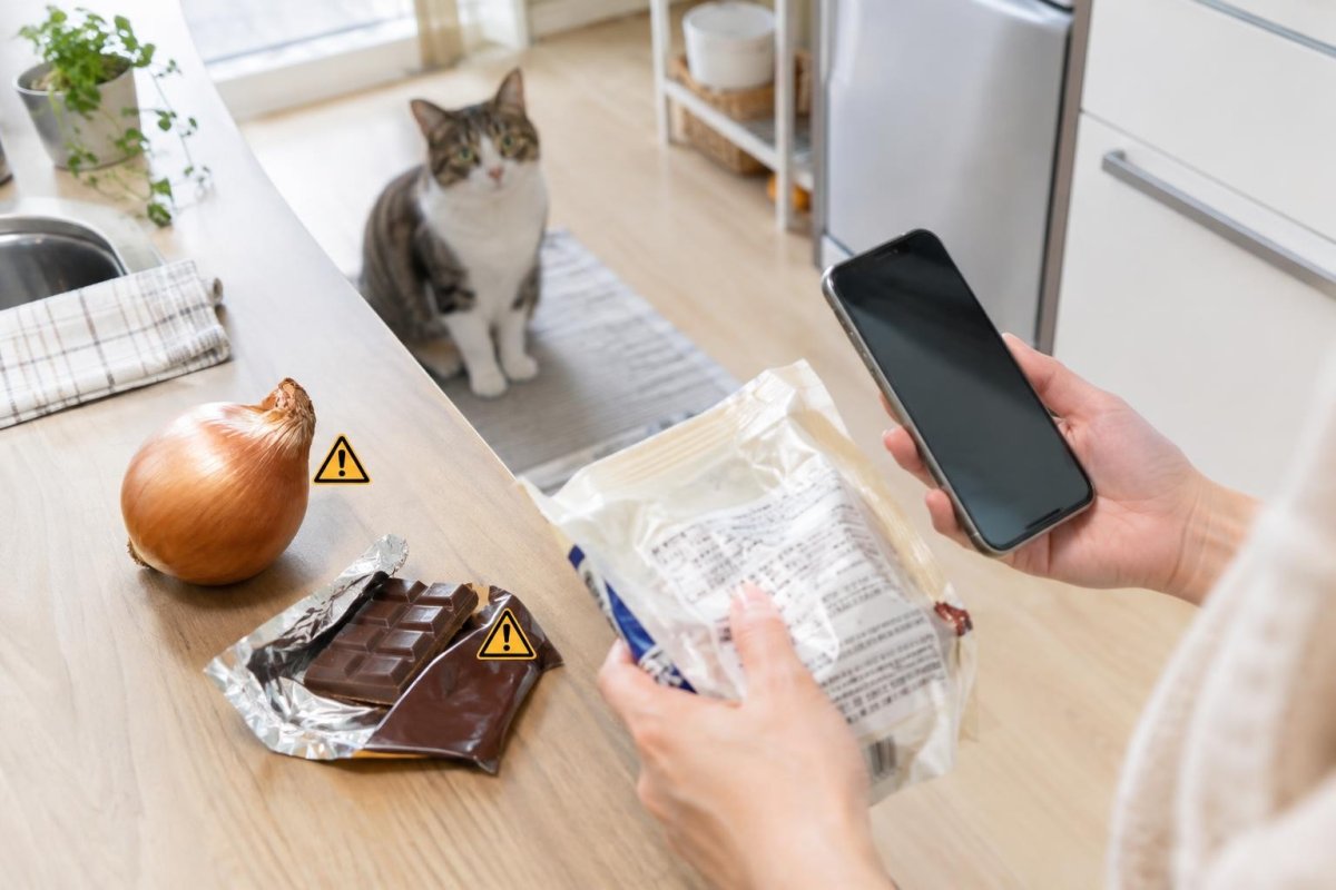 猫の食べ物中毒とは？危険な食品・症状・食べてしまった時の対処法