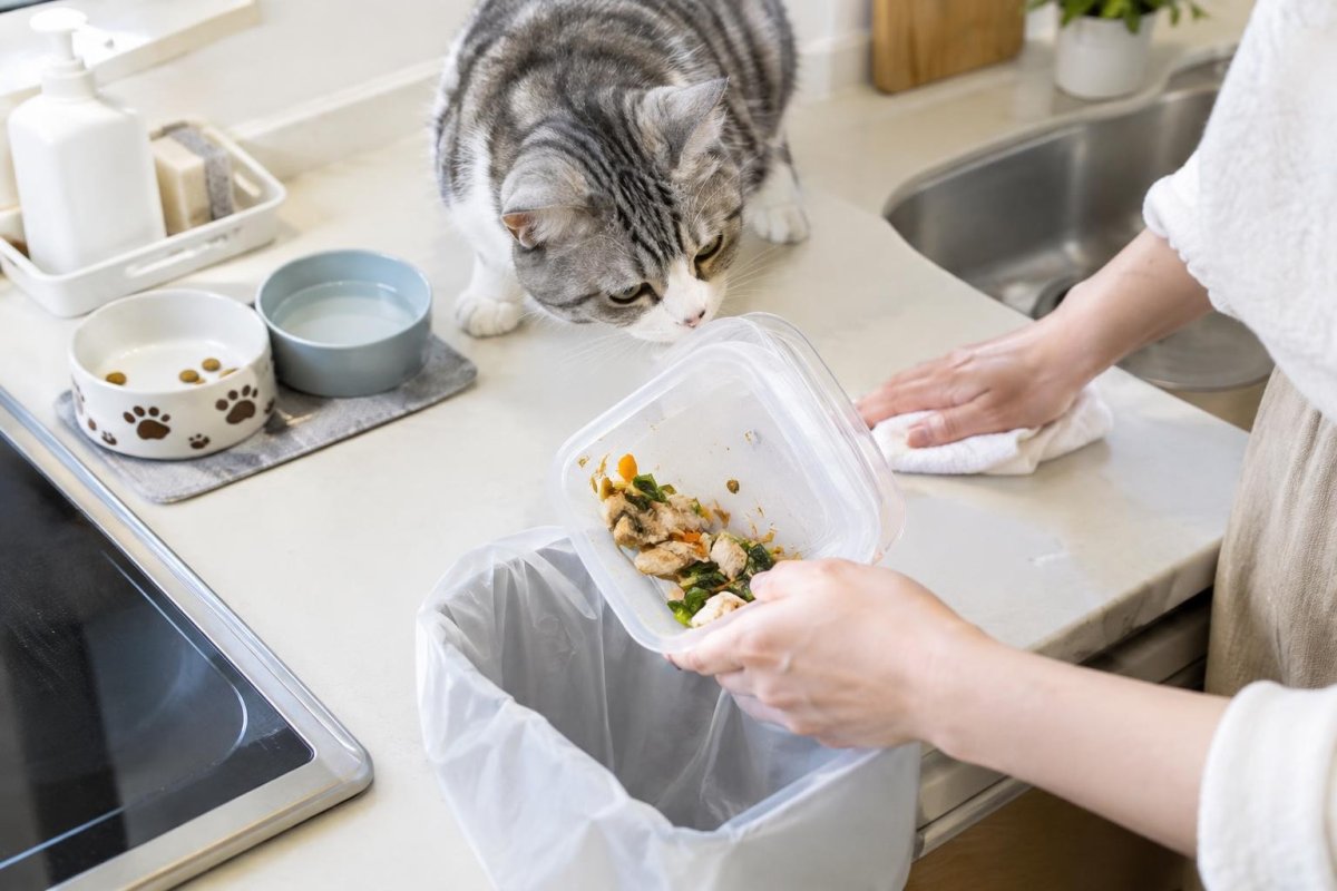 猫がかじった食べ物は食べても大丈夫？舐めた食品の衛生リスクを解説