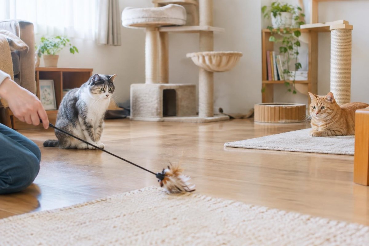 猫のマウンティングはしつけでやめる？理由と困るときの対処法