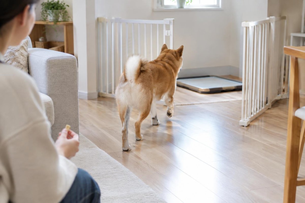 犬のトイレしつけが失敗する原因は？粗相を減らすやり直し方を解説