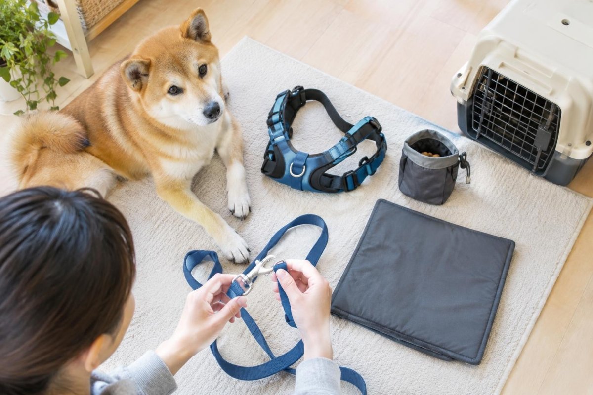 犬のしつけアイテム・グッズの選び方｜目的別に必要な道具と使い方を解説